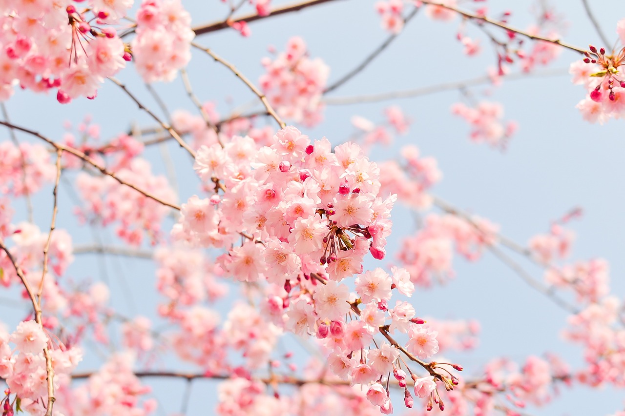 花見は公園に行こう東京のおすすめ桜スポット！！